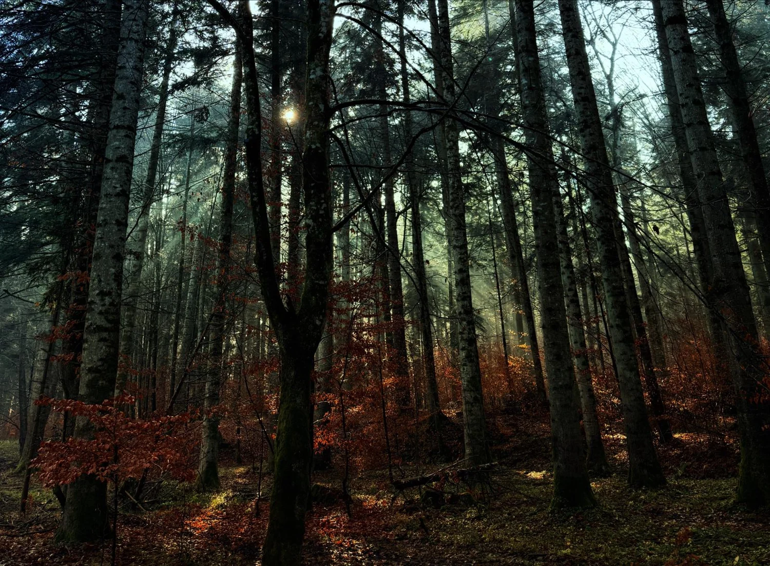 Sunlight through a forest