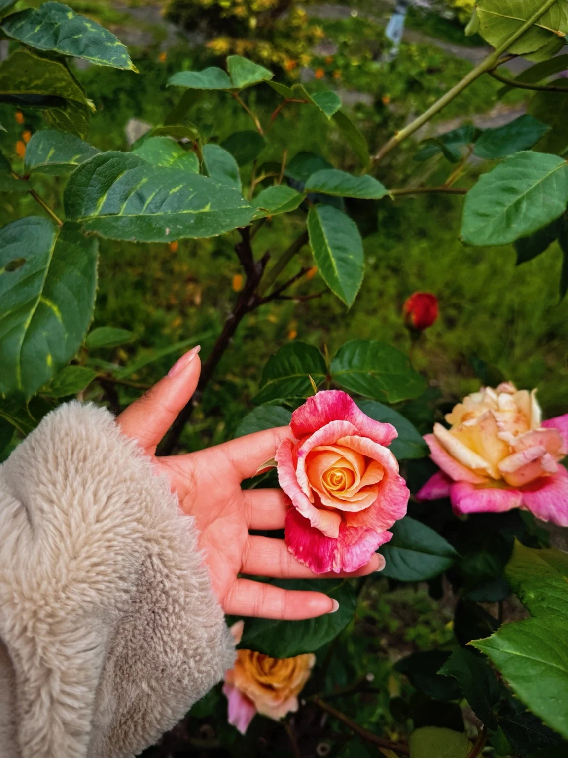 A pink and golden rose in my palm