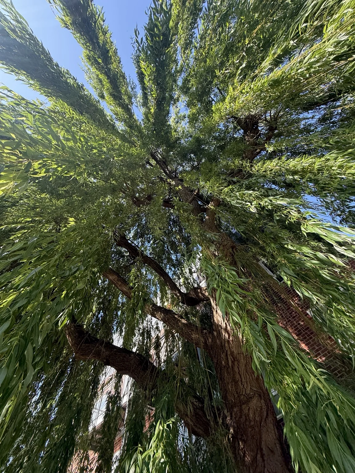 Looking up through green branches