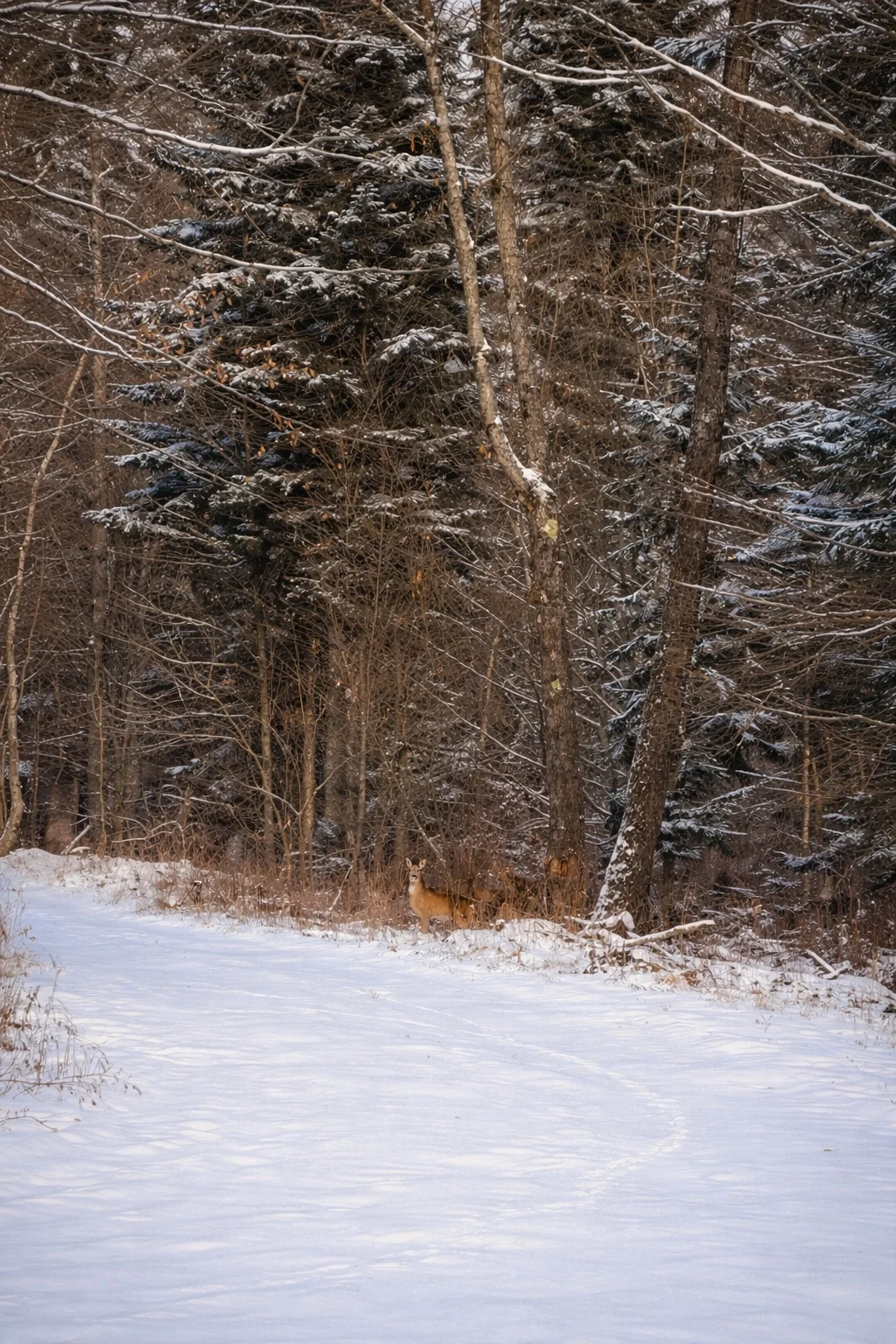Deer at the edge of the forest