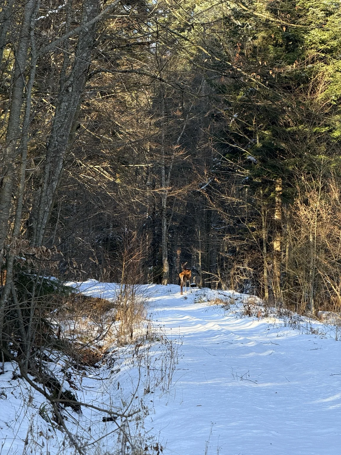 A deer on the snowy path