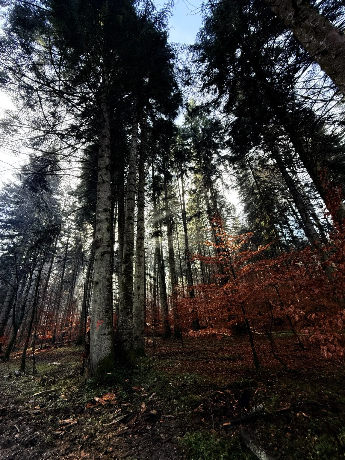 Tall trees and copper leaves
