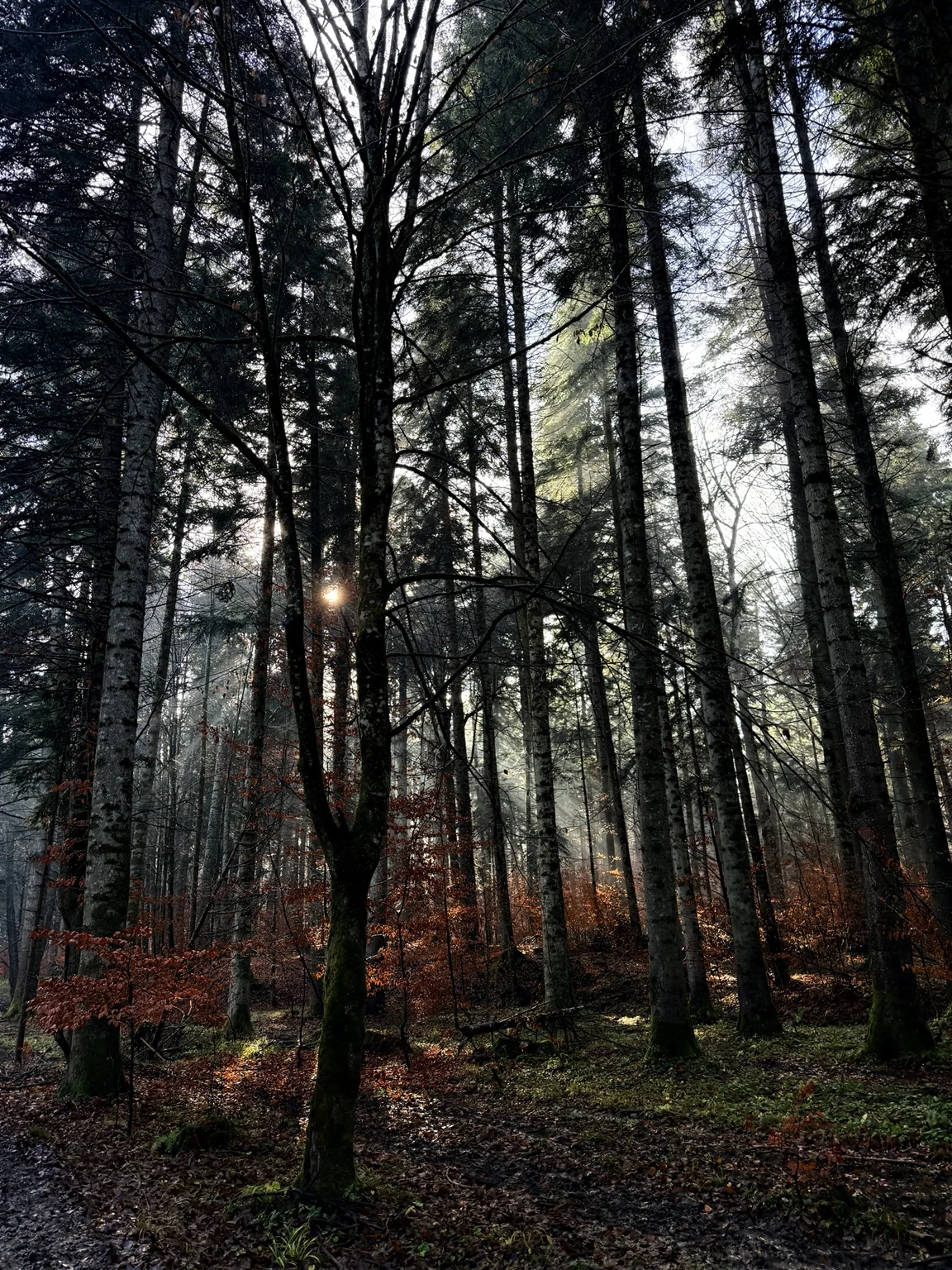 A small sun through dark branches