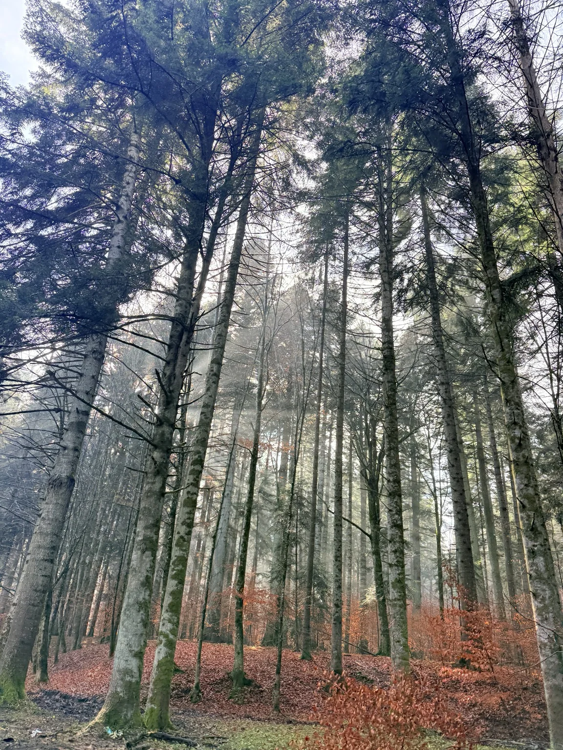 A canopy filled with soft light