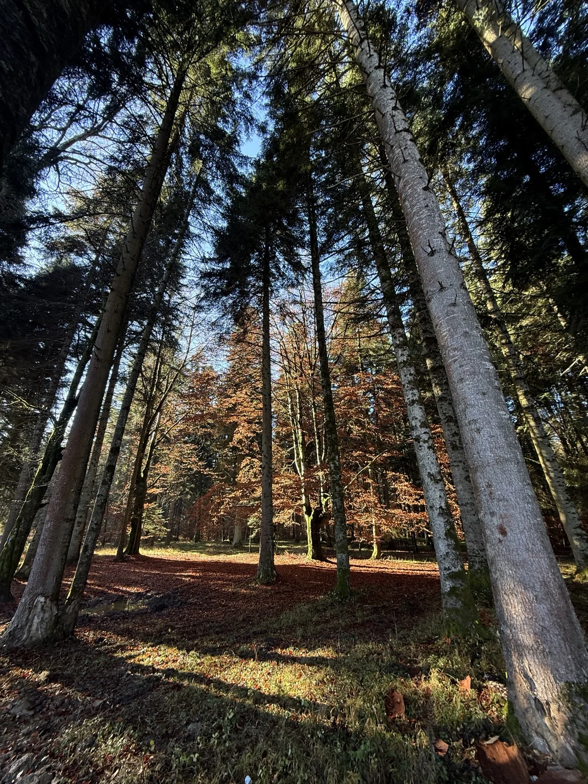Blue sky and long woodland shadows